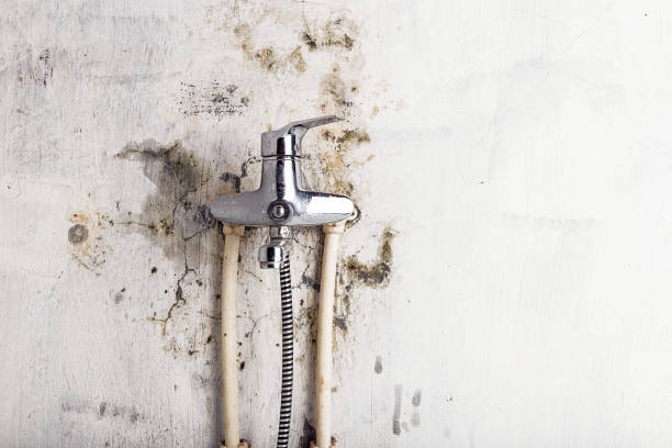Best Mold Testing  in Dimmitt, TX