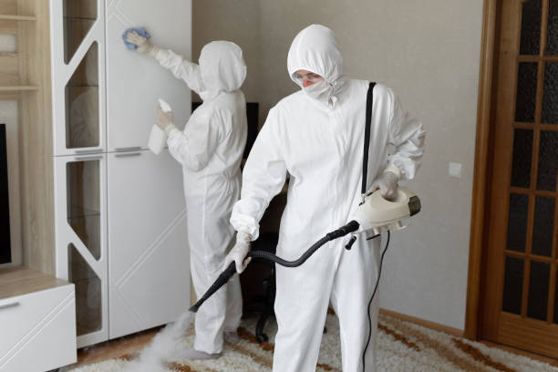 Best Home Mold Removal  in Dimmitt, TX