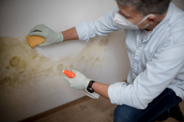 Best Office Mold Removal Services  in Dimmitt, TX