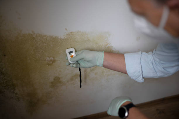 Best Black Mold Removal  in Dimmitt, TX