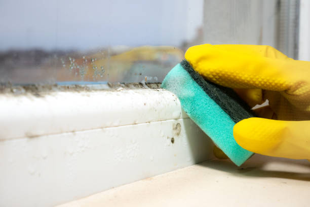 Best Home Mold Removal  in Dimmitt, TX