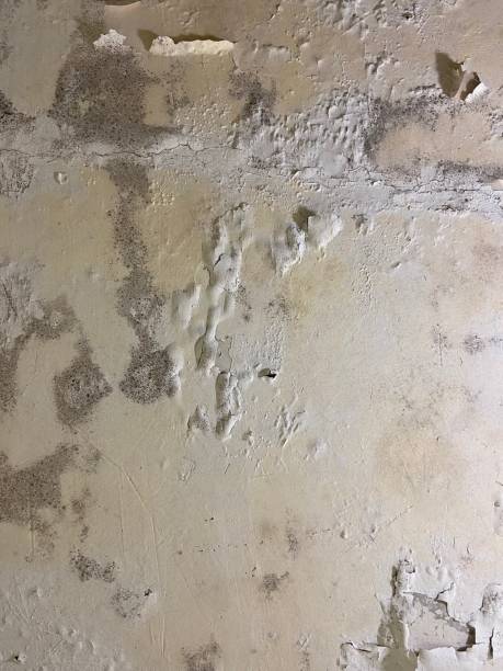 Best Mold Remediation Services  in Dimmitt, TX