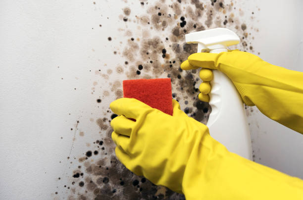 Best Commercial Mold Removal  in Dimmitt, TX