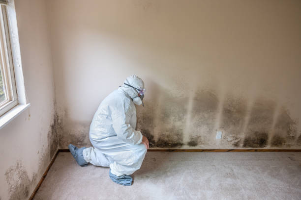 Mold Testing and Removal in Dimmitt, TX