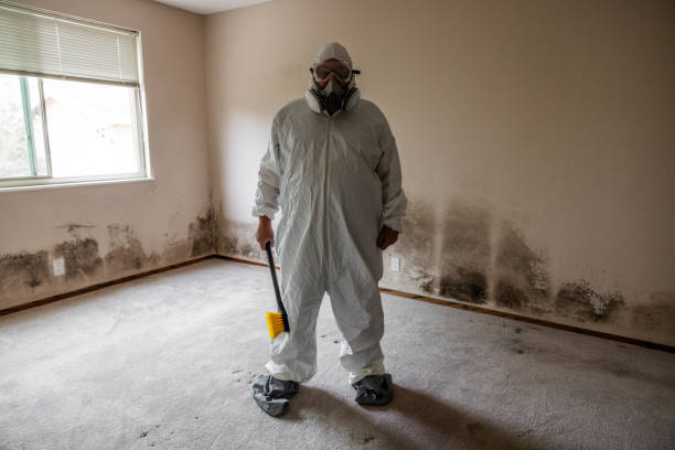 Best Professional Mold Removal  in Dimmitt, TX
