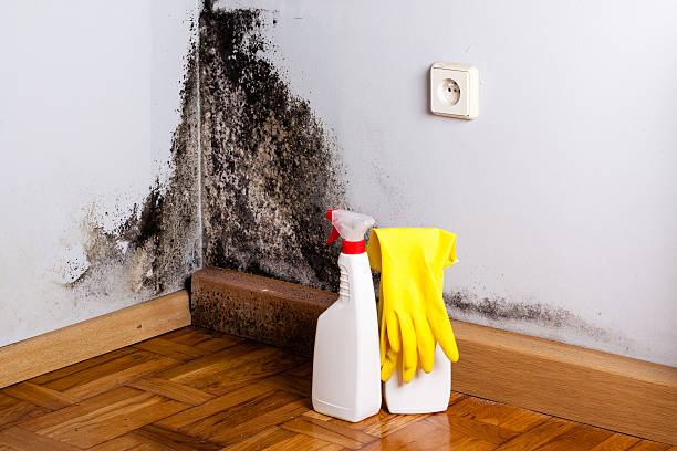 Best Attic Mold Removal  in Dimmitt, TX