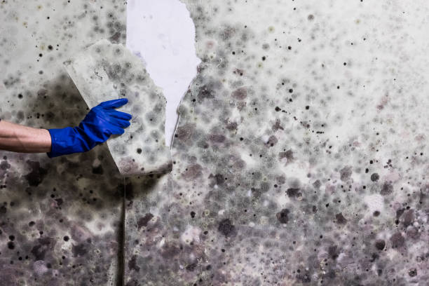 Best Mold Testing  in Dimmitt, TX