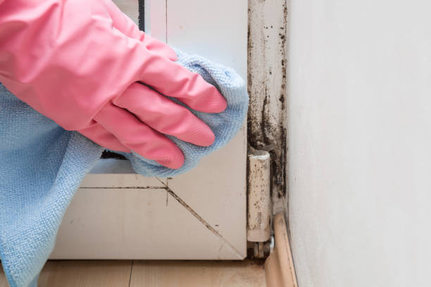 Home Mold Removal in Dimmitt, TX