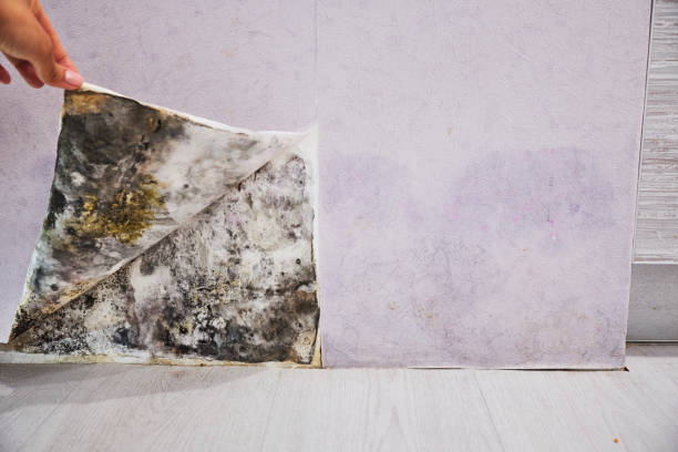 Best Local Mold Removal Service  in Dimmitt, TX